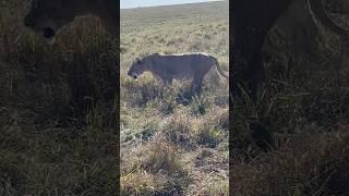 Tracking the king #shortsfeed #wildlife #safaris #lion #maasaimara