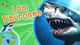 El Tiburón - Animales para Niños - Los Tiburones para Niños (Video Educativo para Niños)