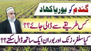 Best Application method of Urea in wheat crop || Crop Reformer