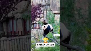 AKSI LUCU PANDA JATUH, lucu, funny bikin gemes #panda #animal #funny #lucu #love #hewan #hiburan