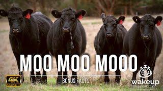  Cows Mooing Sounds  |  10 Hours |  For Relaxation, Sleep | Dog TV | Bonus Facts