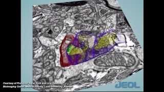 JEOL FE SEM with Gatan 3View Serial Block Face Imaging of Synapse