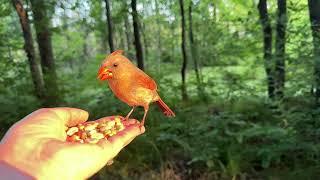 Hand-feeding Birds in Slow Mo - Northern Cardinal