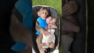 #monkey #babymonkey #animals #cute #monkeybaby #youtube #funny #shortvideo #hungry