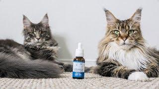 Our Cats Try CBD Oil