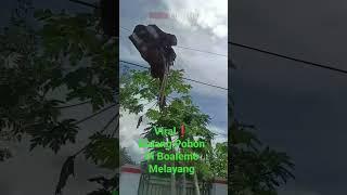 vidio viral. Batang pohon melayang #vidioviral #batangpohonmelayang #vidioshorts #kejadiananeh