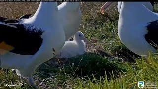 Royal Albatross Chick Gets A Visit From The Neighbors | DOC | Cornell Lab – Feb. 21, 2022