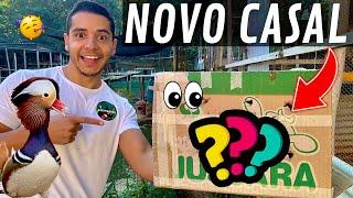 @okiamanositio nos enviou uma ave | Como formar casal de marreco mandarim | Aves Recriar