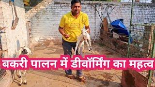 बकरी पालन में डीवॉर्मिंग का महत्व | bakri ki deworming #goatdeworming #बकरीपालन #बकरीकेपेटमेंकीडे