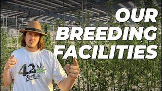 Fast Buds Breeding | Fast Flowers & Mothers | Episode 4