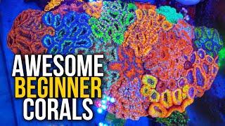 Top 5 Awesome Beginner Corals