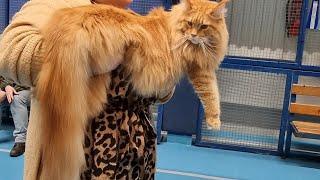 Maine Coon cat's competition/Armsad kassid/Роскошные кошки Мейн-кун