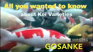 Koi Variety Encyclopedia - Part 1: Gosanke. A complete Koi guide