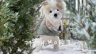 눈이 너무 좋아 계속 나가는 강아지, 첫눈이 와서 신난 겨울개와 멍집사 일상 브이로그️