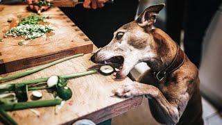 KITCHEN NIGHTMARES!  Funny Pets Stealing Food