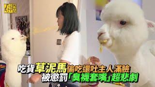 吃貨草泥馬偷吃還吐主人滿臉 被懲罰「臭襪套嘴」超悲劇