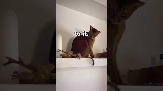 Cat's Hilarious Reaction To A Sugar Glider's Flight 