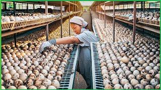 Quail Farm - How China Farmer Raised Millions Quail For Meat,Eggs - Quail Processing in Factory