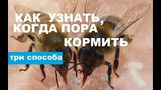 Признаки того, что пора кормить пчёл зимой. Спасайте пчёл!!!