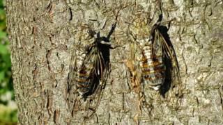 Veliki škržat/Cicada/Singzikade/Lyristes plebejus 2 2016