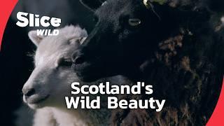 Exploring Scotland: Wildlife & Traditions | SLICE WILD | FULL DOC