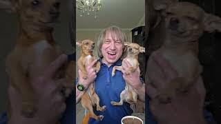 С Днём Рождения Шоня! Два года тебе уже. Живи долго и счастливо!