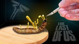 CORDYCEPS ONE MONTH LATER: AUTOPSY OF A FUNGUS INFECTED LARVA FROM The Last of Us! Part 4