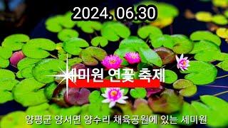 양평여행! 7월은 세미원 연꽃 축제로!!#양평여행 #서울근교데이트 #세미원연꽃축제 두물머리 #배다리 #주말여행 #주말데이트