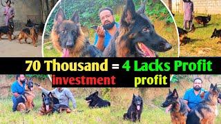 How to Start Successful German Shepherd Kennel in Pakistan & India @animalhub381