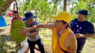 5 Million kita per Hectare sa Grafted EVIARC Sweet Jackfruit + Harvesting and Marketing