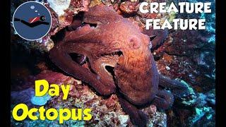 Day Octopus (Octopus cyanea) | The best octopus for scuba divers 