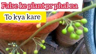 Falsa plant growing and caring tips with murtaza Garden || complete information of falsa plant in ur