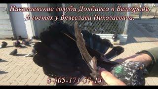 Николаевские голуби Донбасса в Белгороде (В гостях у Вячеслава Николаевича)