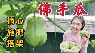 Growing perennial chayote | pinching, climbing frame, fertilisers, pruning, harvest