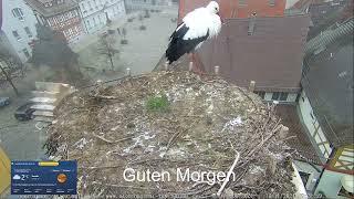 2024 11 10 Storchennest Höchstadt, Guten Morgen aus Höchstadt, Frieda wünscht schönen Sonntag 