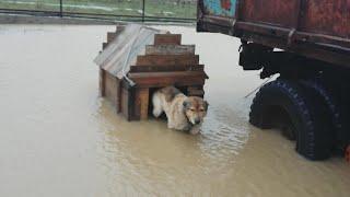 СПАСЕНИЕ СОБАКИ ИЗ ЛЕДЯНОЙ ВОДЫ