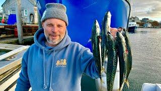 Bait Fish or Incredible Table Fare? | Marthas Vineyard Mackerel Catch and Cook