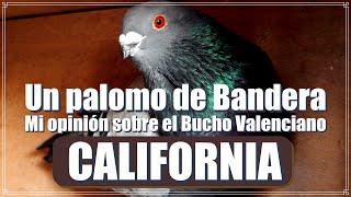 El Bucho Valenciano (mi opinión). CALIFORNIA Un "Pico de Gafarrón" Extraordinario.