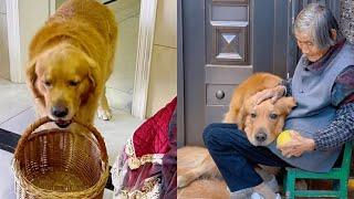 Golden Retriever Doudou is very kind, smart and understanding, and will take care of the elderly️