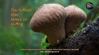 "The Puffball that keeps on puffing" with Stephen Axford of Planet Fungi