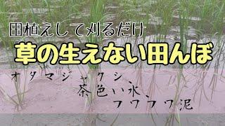 【必見】草の生えない田んぼ/無農薬無肥料連続20年の進化