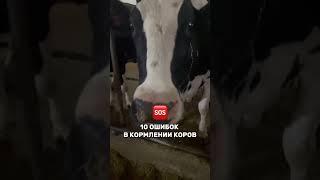 ️ Эти ошибки стоят вам тысячи литров молока! ️