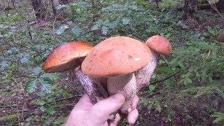 Грибы Весёлка, Подосиновики, Лисички,  Опята. Однажды в Грибах 3. Once in Mushrooms. 18 августа 2018