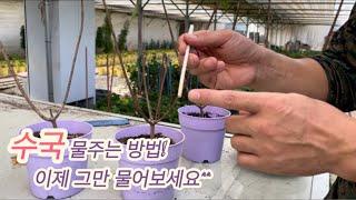 수국 물 주는방법! 과습주의!