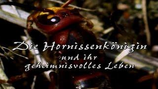 Die Hornissenkönigin und ihr geheimnisvolles Leben