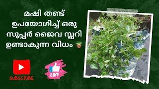 മഷി തണ്ട് ഉപയോഗിച്ച് ഒരു സൂപ്പർ ജൈവ സ്ലറി ഉണ്ടാകുന്ന വിധം 🪴| Organic farming | Vegetables | Garden