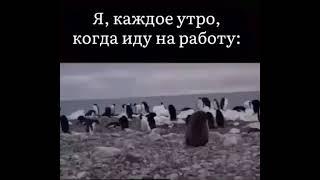 Я каждое утро иду на работу!))) Юмор, приколы.