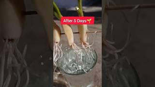 How To Grow Garlic From clovesin water#garlic #garlicinwater