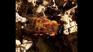 A lovey colony of tawny mining bees. Once thought extinct in Ireland