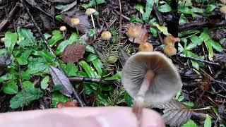 Massive Hypholoma dispersum patch